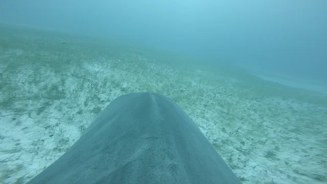 Tiger Sharks with Cameras on their backs help scientists discover 'World's  largest' seagrass forest