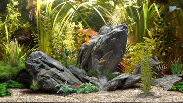 Aquarium Water Fish Free Stock Video - Pixabay
