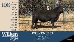 Lot #1109 - WILKEN 1109