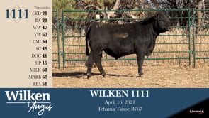 Lot #1111 - WILKEN 1111