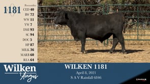 Lot #1181 - WILKEN 1181