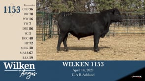 Lot #1153 - WILKEN 1153
