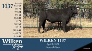 Lot #1137 - WILKEN 1137