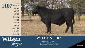 Lot #1107 - WILKEN 1107