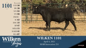 Lot #1101 - WILKEN 1101
