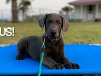 Lab Puppy - Gus