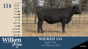 Lot #114 - WILKEN 114