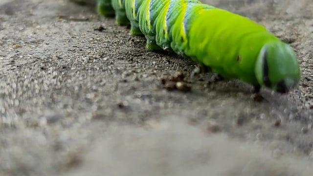 Lagarta Inseto Borboleta - Free video on Pixabay