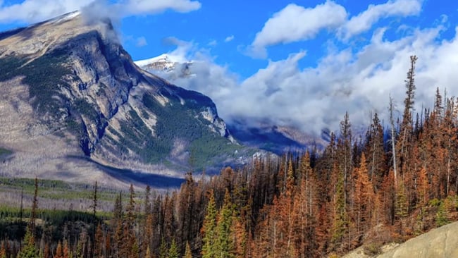 Mantra: Mother I feel you