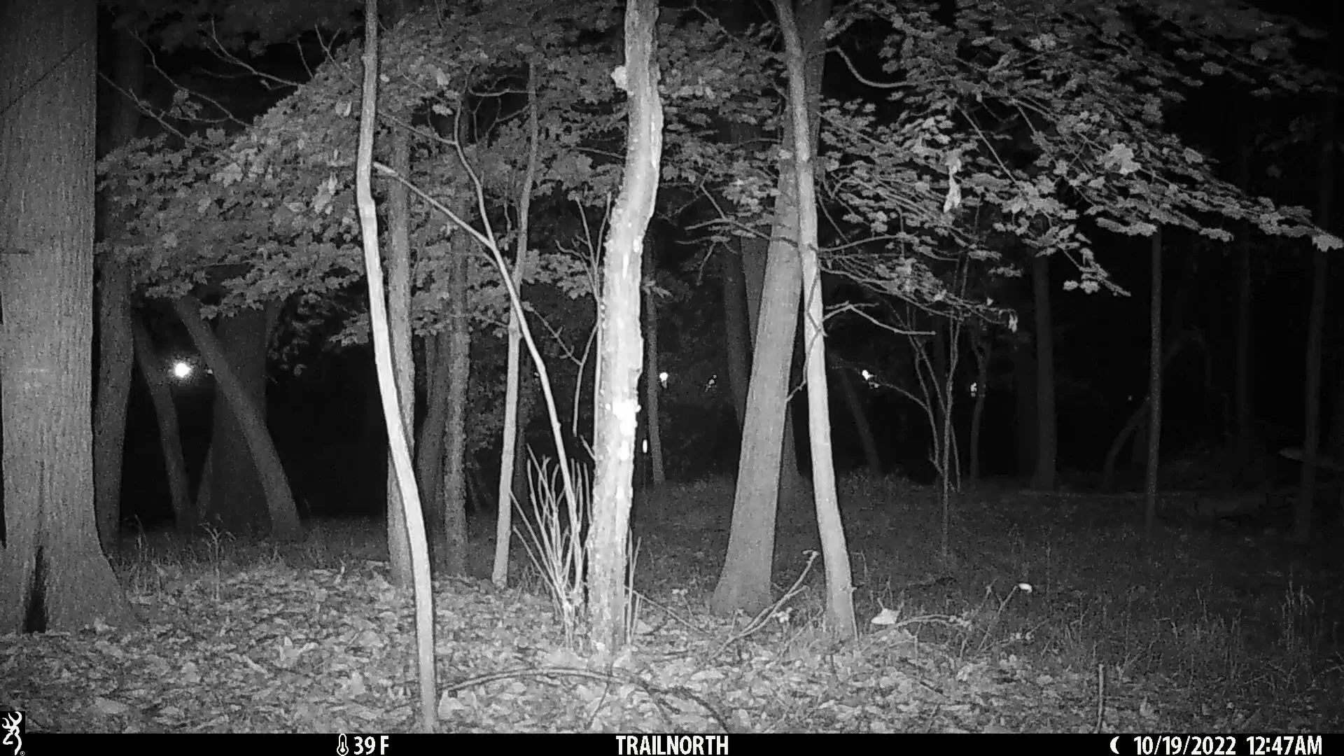 How Far Can Deer Jump 10192022 on Vimeo