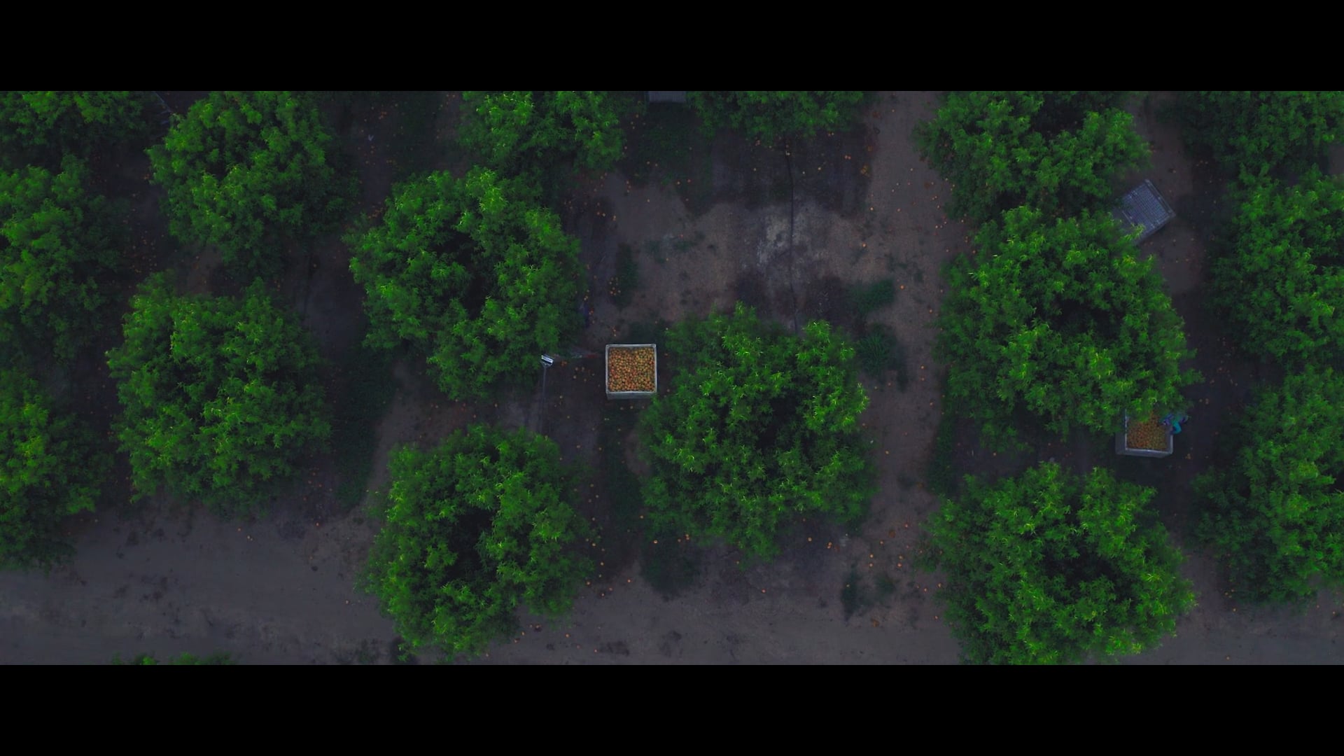 California Canned Peach Association