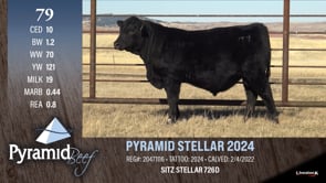 Lot #79 - PYRAMID STELLAR 2024