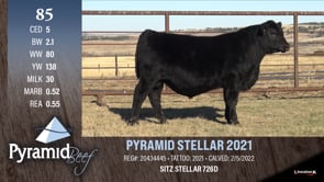 Lot #85 - PYRAMID STELLAR 2021
