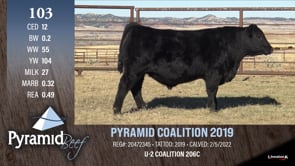 Lot #103 - PYRAMID COALITION 2019