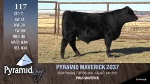 Lot #117 - PYRAMID MAVERICK 2037