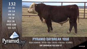 Lot #132 - PYRAMID DAYBREAK 1558