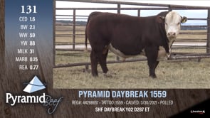 Lot #131 - PYRAMID DAYBREAK 1559