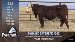 Lot #153 - PYRAMID DAYBREAK 1542