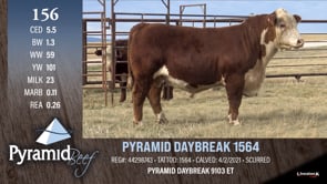 Lot #156 - PYRAMID DAYBREAK 1564