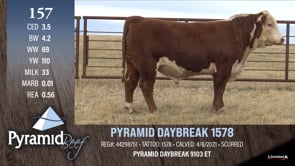 Lot #157 - PYRAMID DAYBREAK 1578