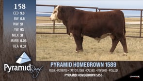 Lot #158 - PYRAMID HOMEGROWN 1589