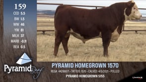 Lot #159 - PYRAMID HOMEGROWN 1570