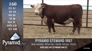 Lot #160 - PYRAMID STEWARD 1557