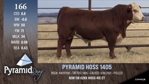 Lot #166 - PYRAMID HOSS 1405