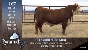 Lot #167 - PYRAMID HOSS 1404