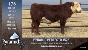 Lot #178 - PYRAMID PERFECTO 1576