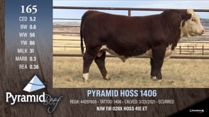 Lot #165 - PYRAMID HOSS 1406