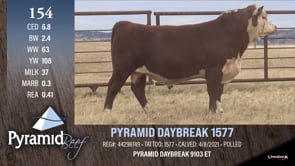 Lot #154 - PYRAMID DAYBREAK 1577