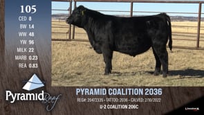 Lot #105 - PYRAMID COALITION 2036