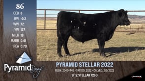 Lot #86 - PYRAMID STELLAR 2022
