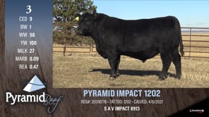 Lot #3 - PYRAMID IMPACT 1202