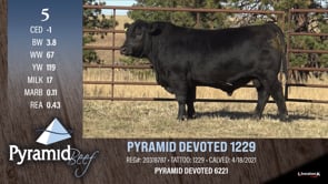 Lot #5 - PYRAMID DEVOTED 1229