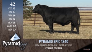 Lot #42 - PYRAMID EPIC 1240
