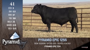 Lot #41 - PYRAMID EPIC 1255