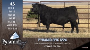 Lot #43 - PYRAMID EPIC 1224