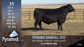 Lot #25 - PYRAMID RAINFALL 1217