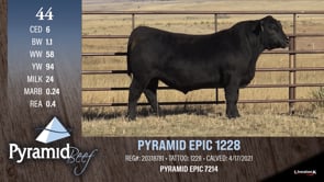 Lot #44 - PYRAMID EPIC 1228