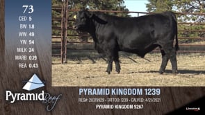 Lot #73 - PYRAMID KINGDOM 1239