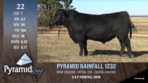 Lot #22 - PYRAMID RAINFALL 1232