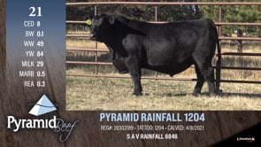 Lot #21 - PYRAMID RAINFALL 1204