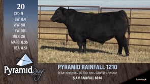 Lot #20 - PYRAMID RAINFALL 1210