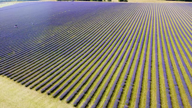 Lavender Field, Lavender, Drone. Free Stock Video - Pixabay