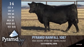 Lot #14 - PYRAMID RAINFALL 1087