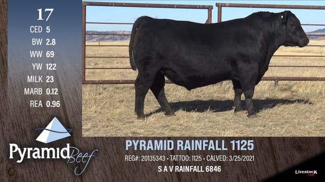 Lot #17 - PYRAMID RAINFALL 1125