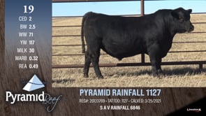 Lot #19 - PYRAMID RAINFALL 1127