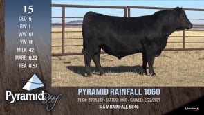 Lot #15 - PYRAMID RAINFALL 1060